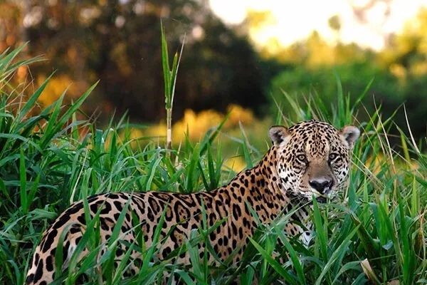 10 Amazing Facts About Capybaras 