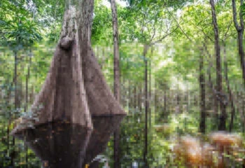 amazon-rainforest-in-brazil-with-trees-submerged-in-water