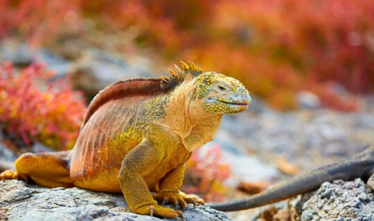 red Iguana on rocky shore