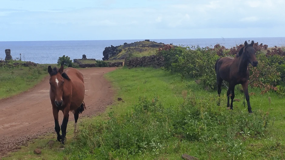 WILD HORSES ON THE WAY TO THE MUSEUM