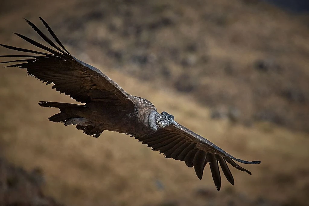 Andes Condor in Flight in Southern Peru