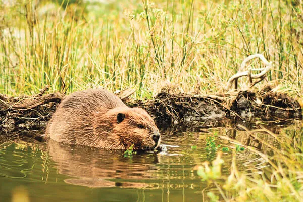 Capybaras in the water