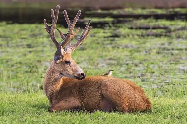 Marsh Deer in the Pantanal