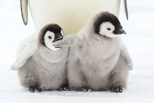 Penguins in Antarctica