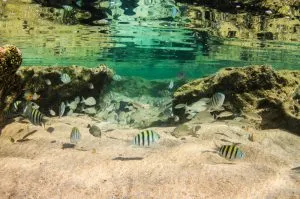 beaches and fernando de noronha sealife