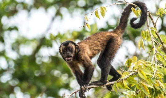 Monkey in the Amazon Rainforest