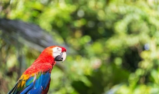 Parrot perched in the Amazon Rainforest