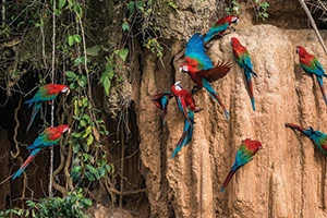 Parrot Clay Lick in the Amazon Rainforest