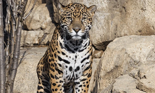 Jaguar at Paraguay Zoo 