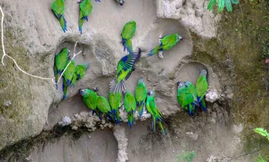 Blue Headed Macaws licking clay