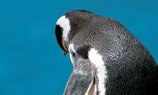 Back of Penguin at Punta Tombo