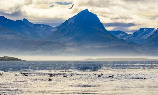 Beagle Channel under morning fog with birds flying around