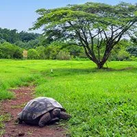 Galapagos turtle on trail