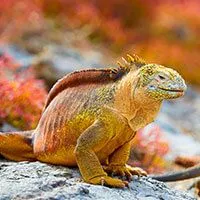 beautiful Marine iguana perched on rock