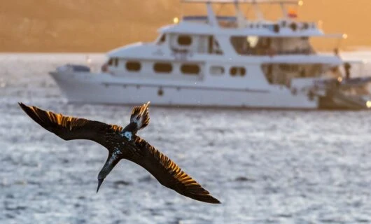 Galapagos Cruise sailing during sunset