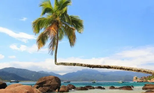 Ilha Grande beach with unique bent palm tree