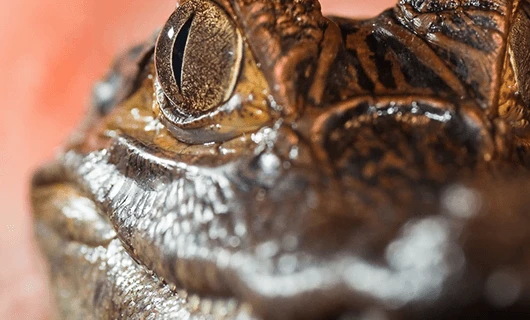 close-up-view-of-caiman