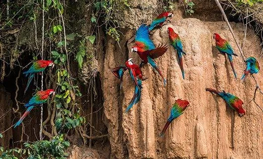 a-large-group-of-macaws-clay-licking