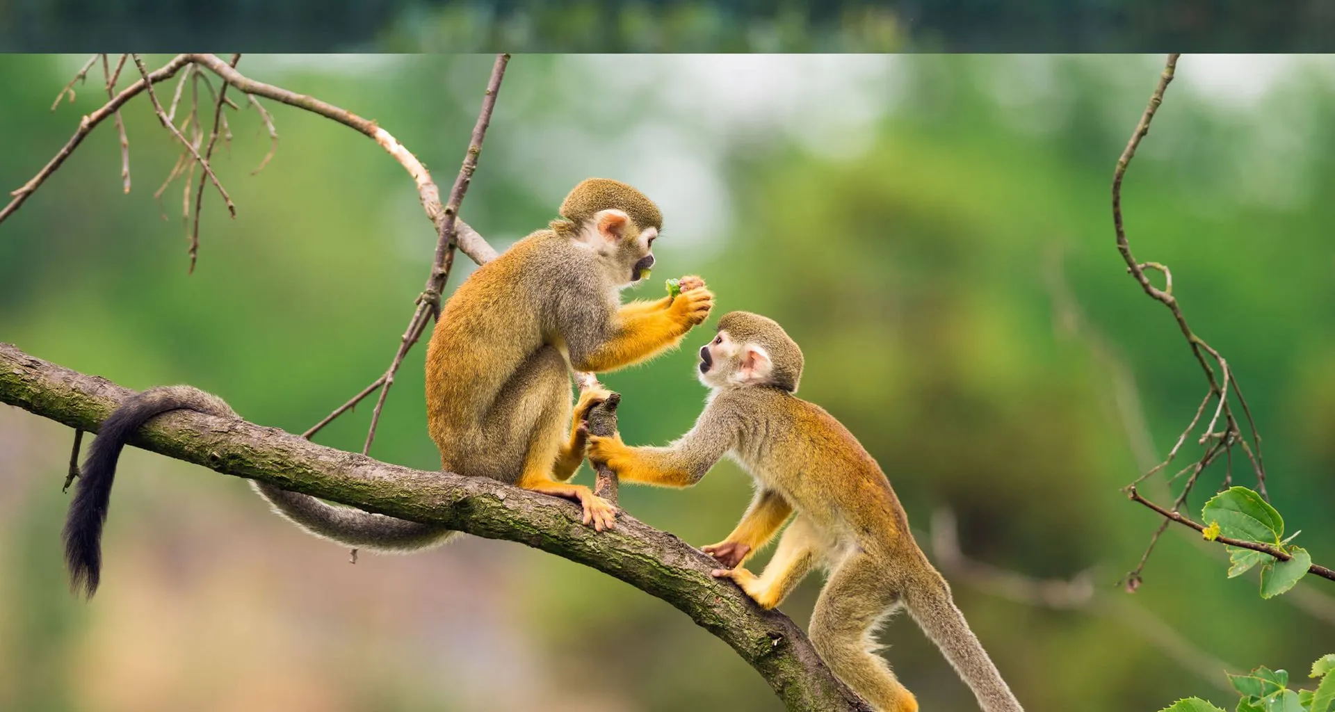 monkeys playing in tree