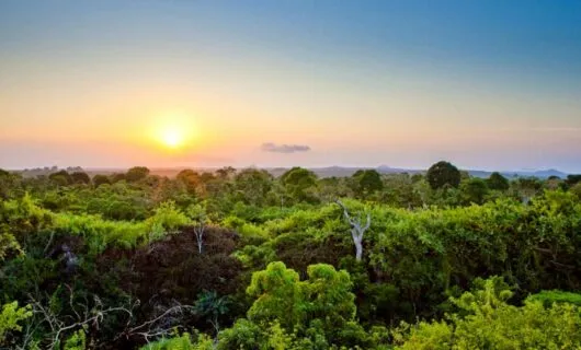 View across top of Amazon rainforest
