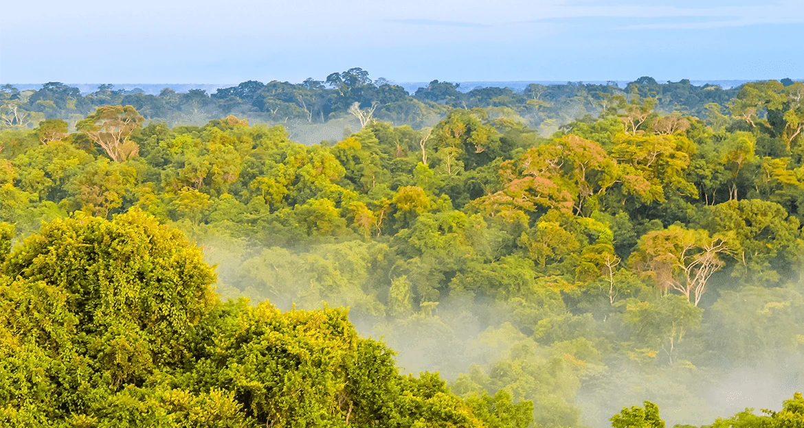 amazon-horizon-with-tree-tops