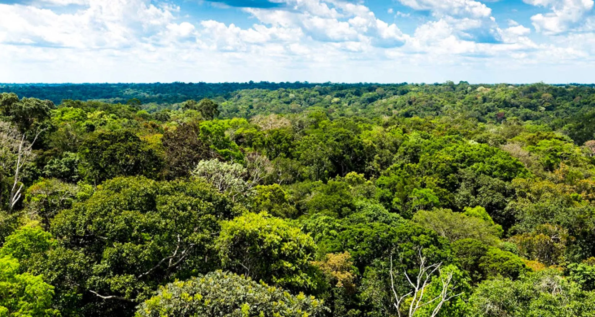 Aerial view of treetops in Amazon jungle