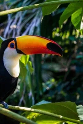 Amazon Rainforest Tours