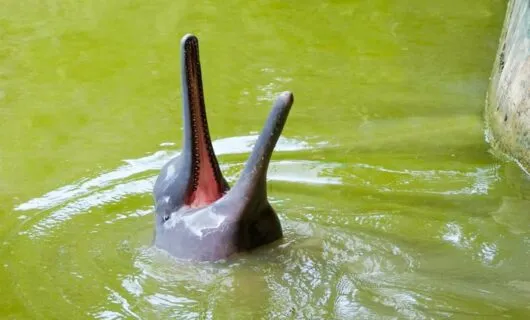 Grey Amazon River dolphin opens mouth out of water