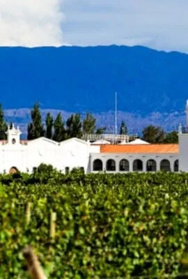 Vineyard in Argentina