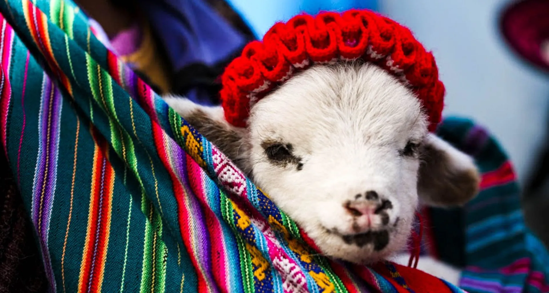 Baby goat wearing knit hat rests in hammock