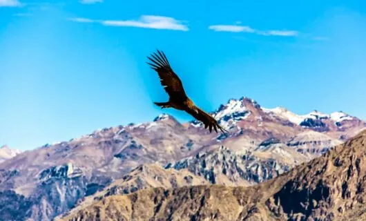 Large bird flies over mountains