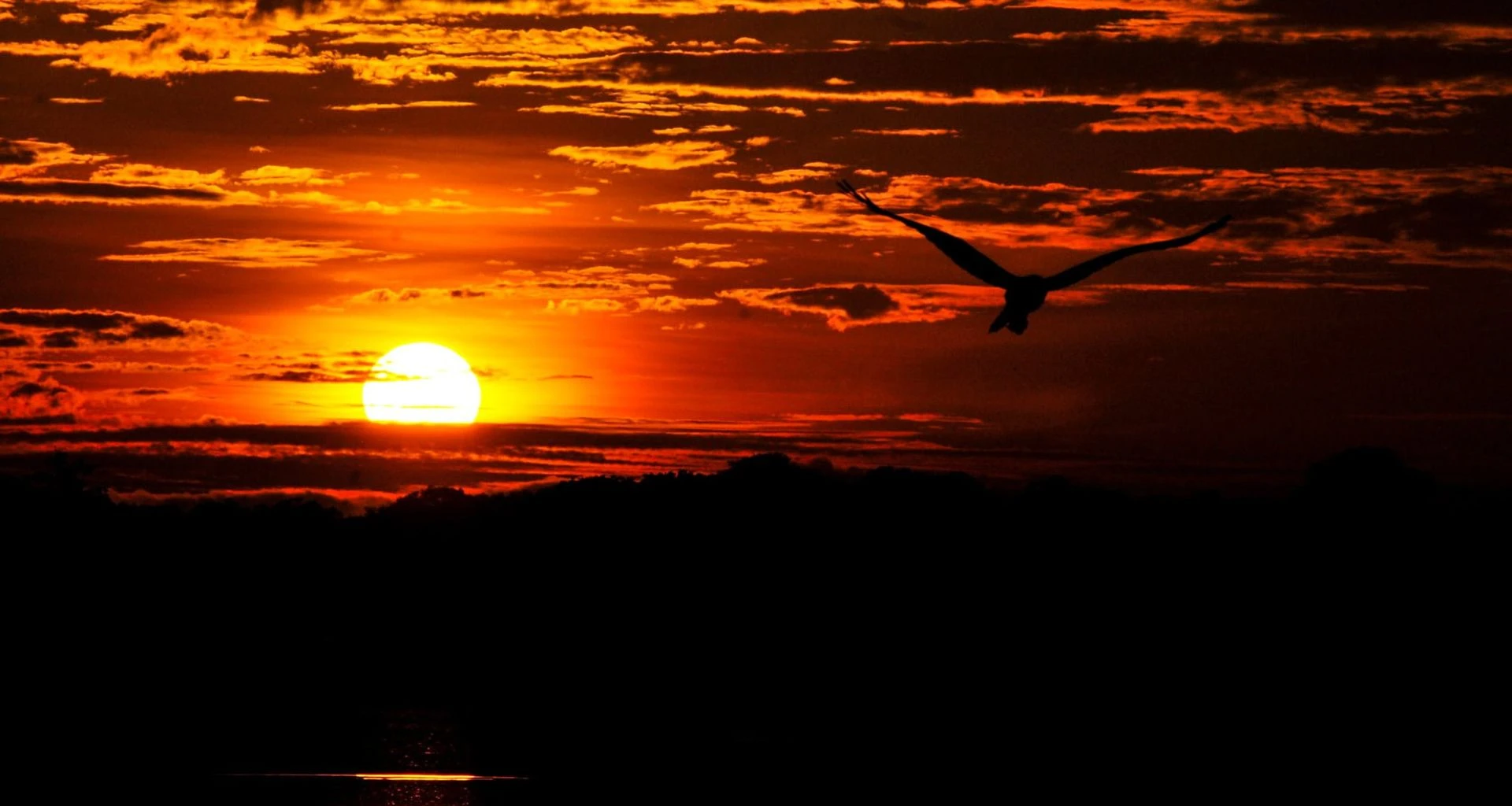 Bird flies out of dark red sunset