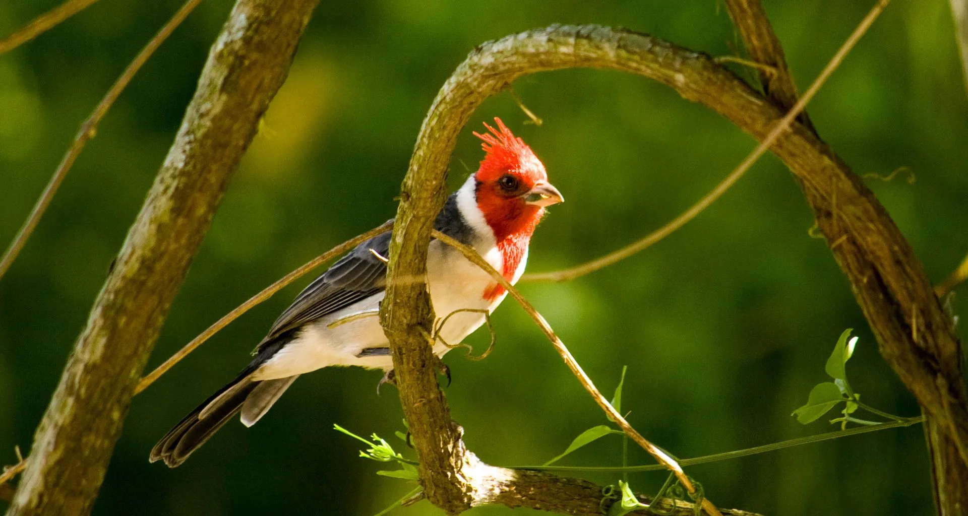 Small bird sits under loop of vine