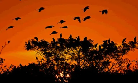 Birds fly away from tree in sunset