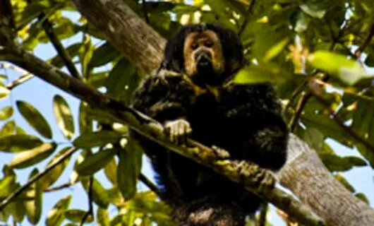 Black tamarin sitting on tree branch