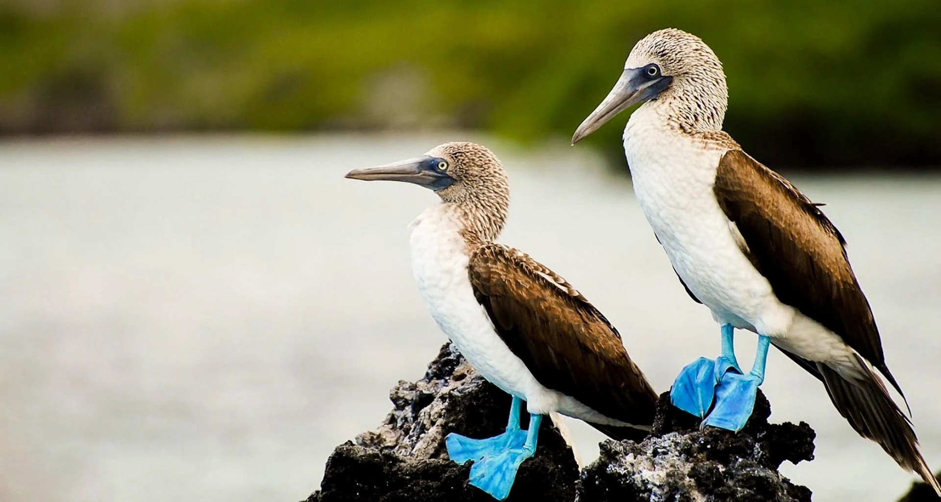 Two blue-footed boobies sit on rocks
