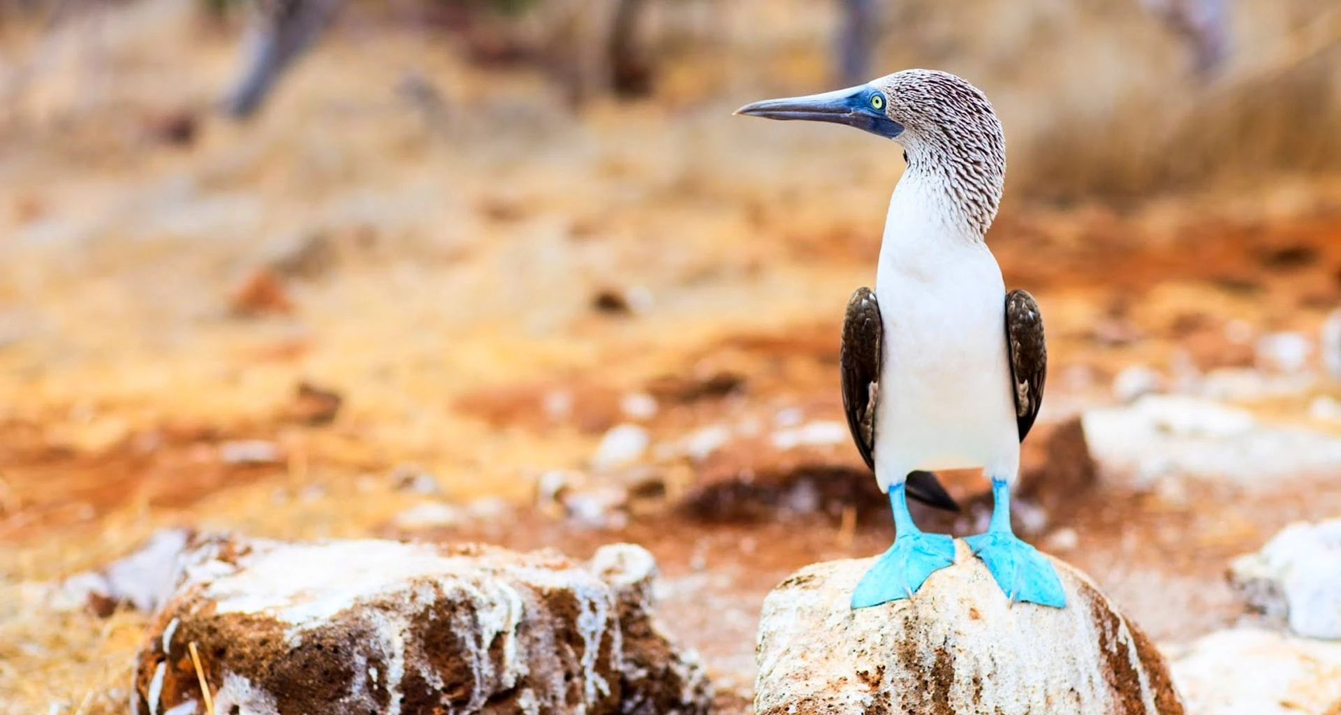 Blue-footed booby sits on rock