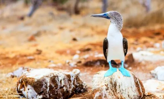 Blue-footed booby sits on rock