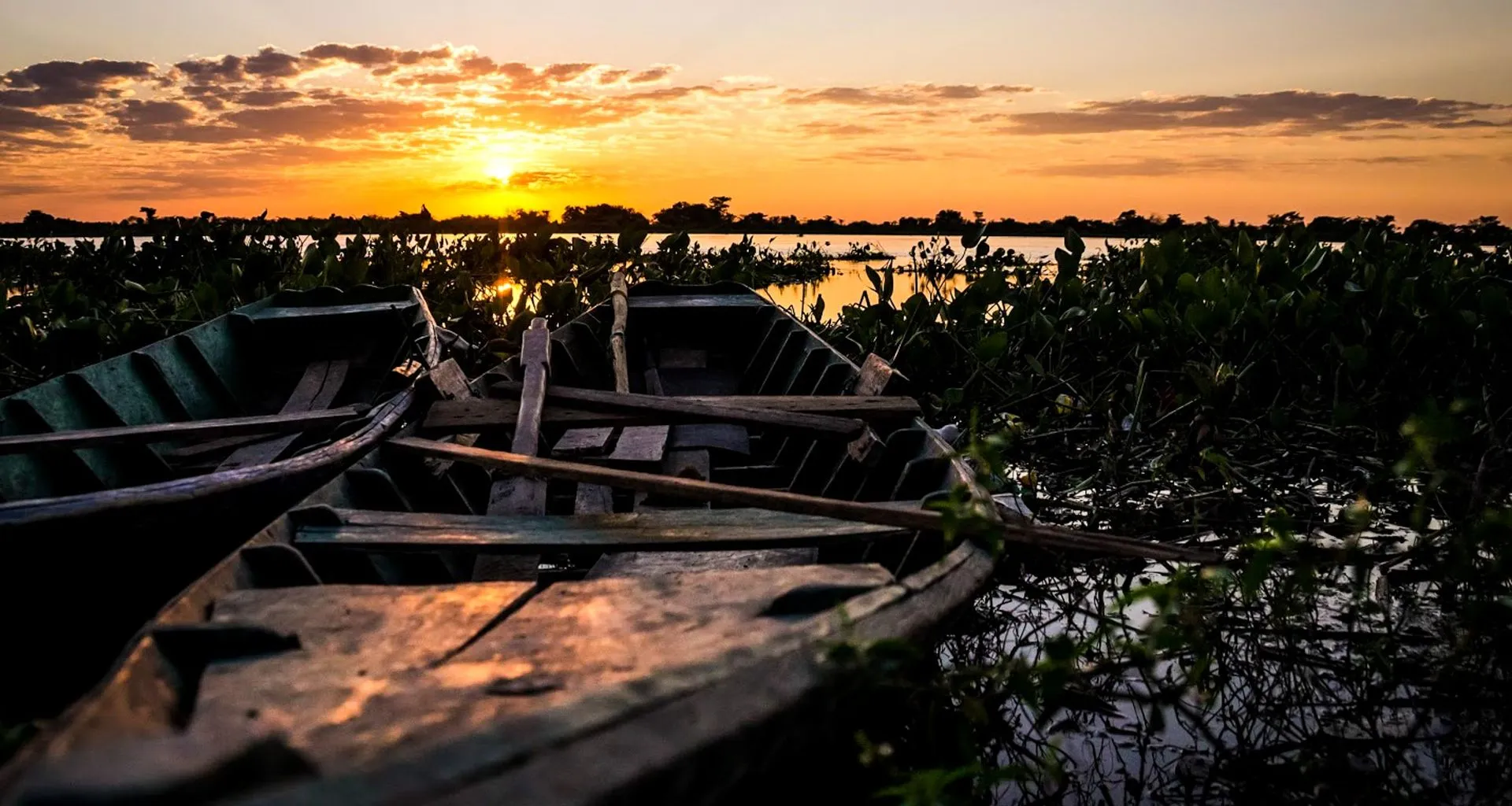 Boats rest among weeds in sunset