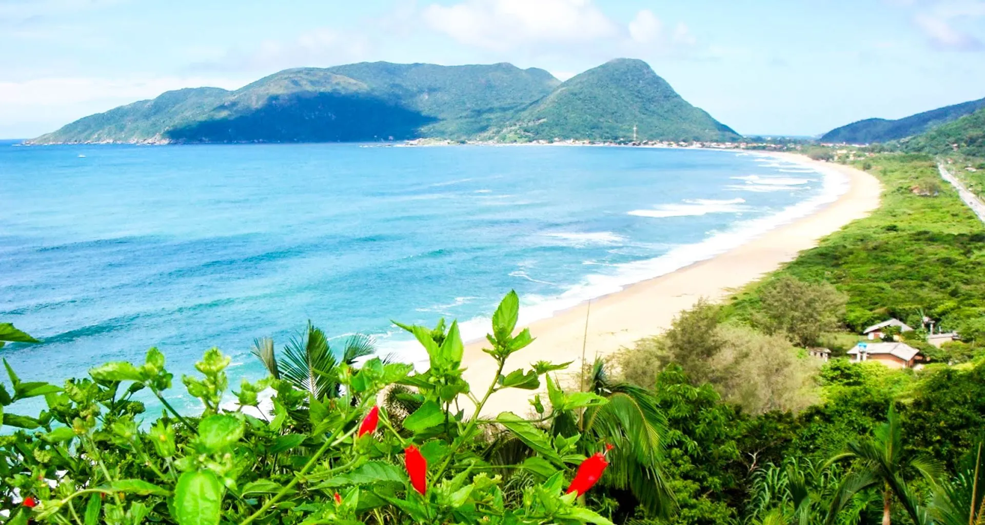 View down Brazil beach with red flowers in foreground