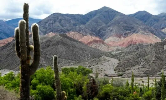 Cacti in front of Argentina mountains