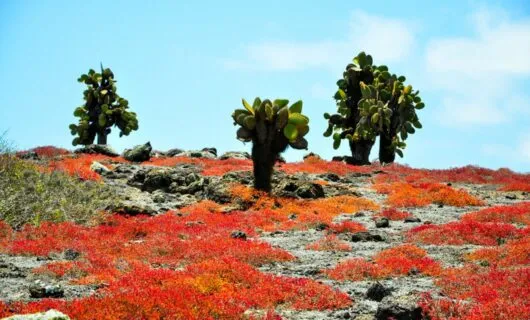 Cacti on beach of Rabida Island in the Galapagos