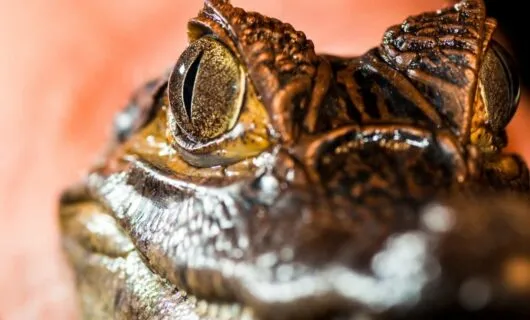 Close up of Caiman Alligator