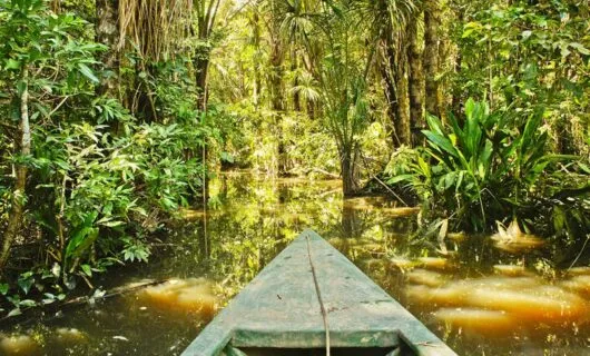 canoe ride through dense jungle river