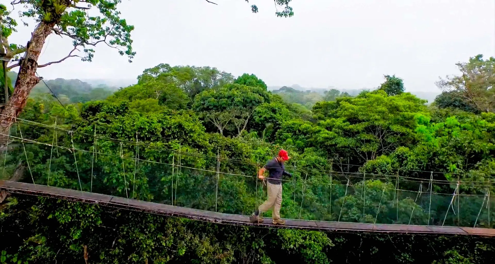 Traveler walks across jungle canopy rope bridge