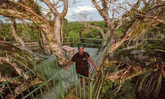 Viewpoint tower from the canopy of the jungle