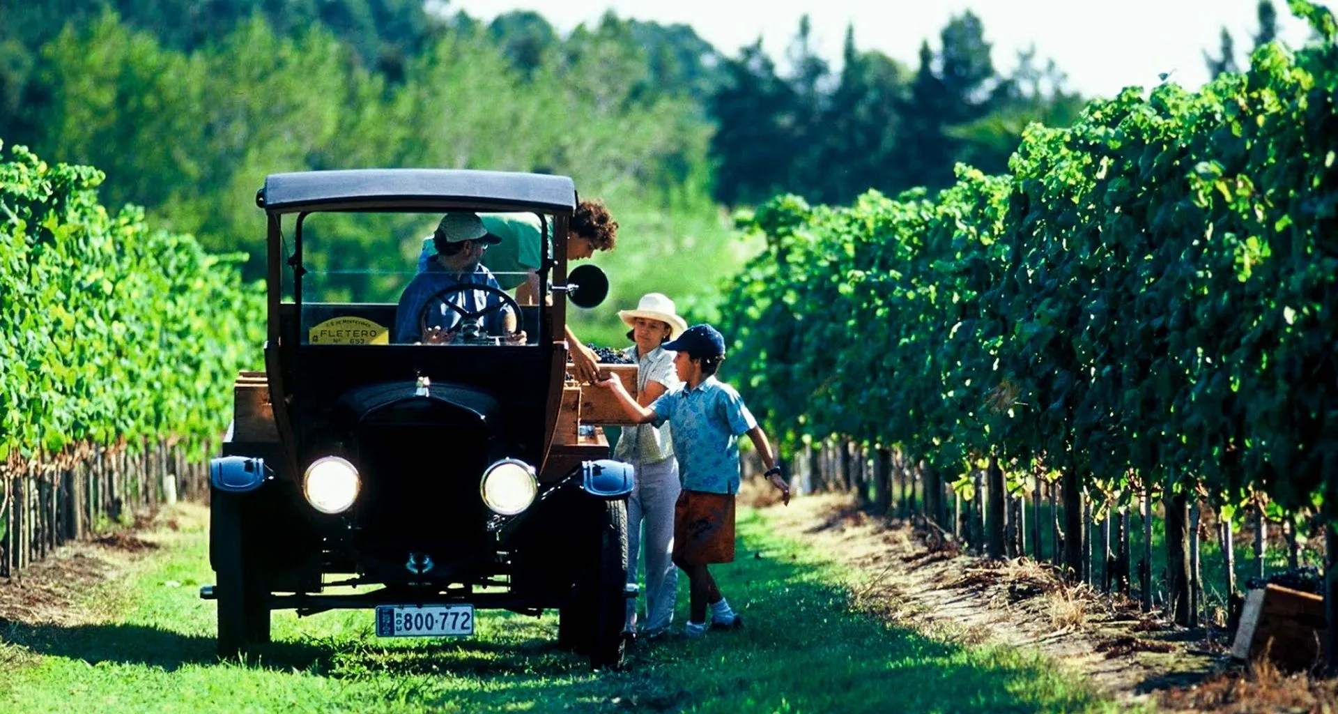 Vintage care drives through row of vineyard