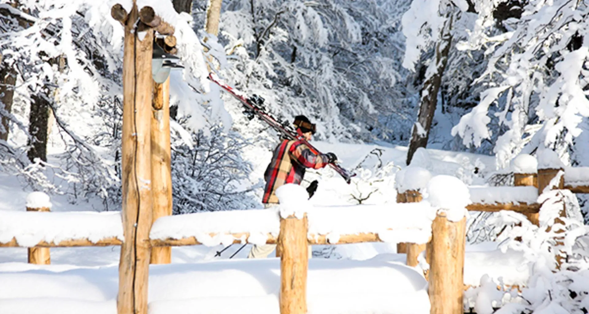 Traveler carries skis through snow trees