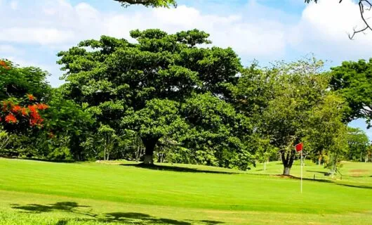 Trees and flags on Cartagena golf green