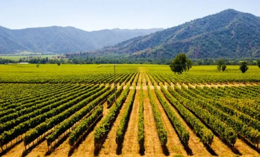 Chilean vineyard in late summer